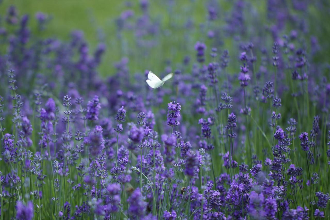 Lavender Inn Guest House Viesvenai エクステリア 写真